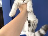 Scottish Fold Shorthair