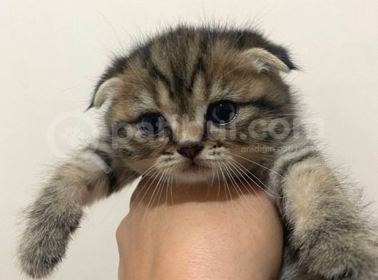 11 Ağustos Doğumlu Scottish Fold Tiger Cinsi Kızıma görsel