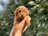 Her Renkte Toy Poodle Bebekler