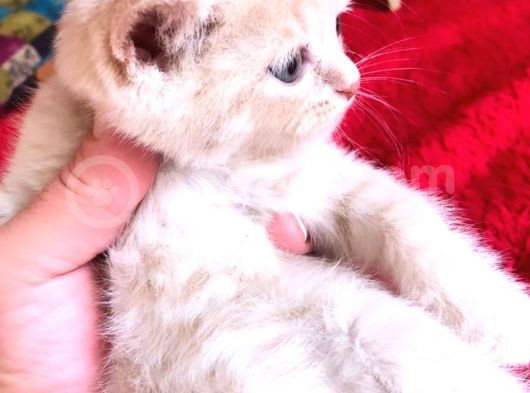Yakışıklı Oğluşlarıma Yuva görsel