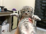 Scottish Fold Tabby Cinsi Oğluma Ömürlük Yuva Arıyorum