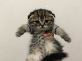 11 Ağustos Doğumlu Scottish Fold Tiger Cinsi Kızıma