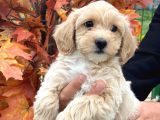 1. Kali̇te Malti̇poo Yavrularımız Mevcuttur