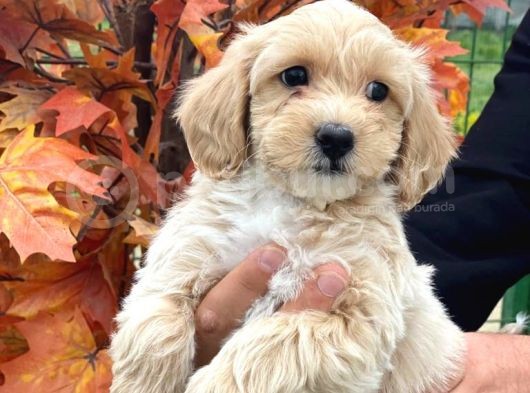 1. Kali̇te Malti̇poo Yavrularımız Mevcuttur görsel