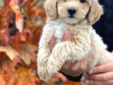 Süper Kali̇te Malti̇poo Bebek
