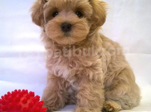 Irk Garanti̇li̇ A Kali̇te Malti̇poo Bebekleri̇mi̇zz görsel