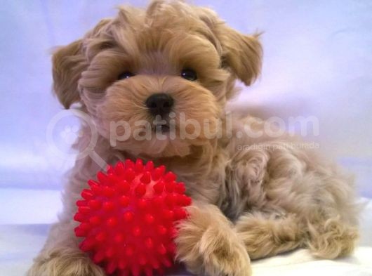 Irk Garanti̇li̇ A Kali̇te Malti̇poo Bebekleri̇mi̇zz görsel