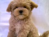 Malti̇poo Bebek A Kali̇te Bebekleri̇mi̇z