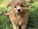 Irk Garanti̇li̇ 1.Sinif Malti̇poo