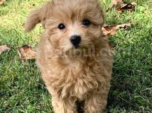 Irk Garanti̇li̇ 1.Sinif Malti̇poo görsel