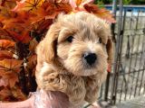 Sağlık Garantili 1.Sınıf Maltipoo Yavrularımız