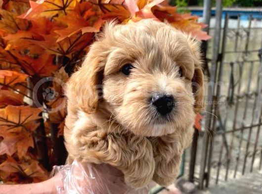 Sağlık Garantili 1.Sınıf Maltipoo Yavrularımız görsel
