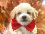 A Kali̇te Malti̇poo Bebekleri̇mi̇z