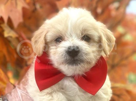 A Kali̇te Malti̇poo Bebekleri̇mi̇z