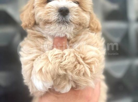 Sağlik Garanti̇li̇ Malti̇poo Bebeklerr