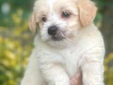 Sağlik Garanti̇li̇ Malti̇poo Bebeklerr
