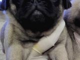 Mi̇ni̇ Boy Pug Bebekler