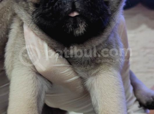Mi̇ni̇ Boy Pug Bebekler görsel