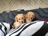 A Kali̇te Poodle Bebekler
