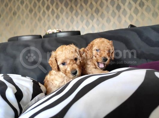 A Kali̇te Poodle Bebekler görsel