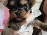 Teacup Yorkshi̇re Terri̇er Bebekler