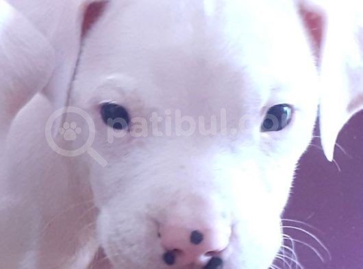A Kalite Dogo Yavrularımız görsel