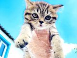 Di̇şi̇ Golden Tabby Bri̇ti̇sh Shorthai̇r Yavrumuz