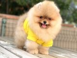 İstanbul Orjinal Pomeranian Boo