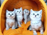 Ankara Scottish Fold Irk Garantili