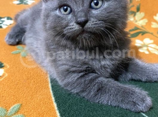 Scotish Fold Ve Brtish Short Hair Kardeşler görsel