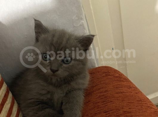 Scotish Fold Ve Brtish Short Hair Kardeşler görsel