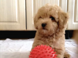 Ankara Orjinal Toy Poodle