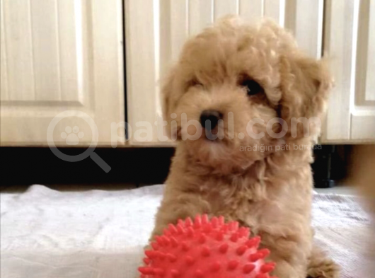 Ankara Orjinal Toy Poodle