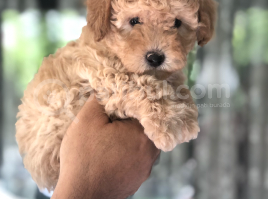 Ankara Orjinal Toy Poodle görsel