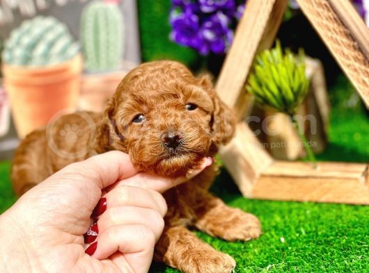 Anne Altından Show Kalite Toy Poodle Yavrularımız görsel