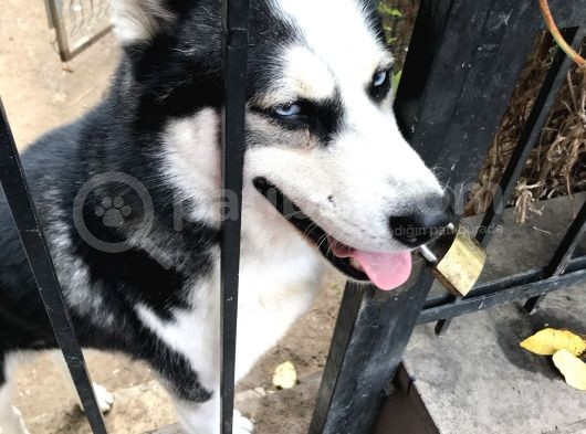 Köpek Haski 