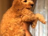 Ankara Orjinal Toy Poodle