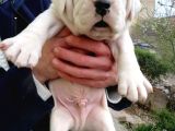 Secereli Uluslararası Dogo Argentino Yavruları
