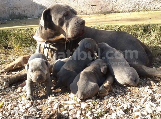 Antalya Cane Corsa görsel