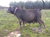 Antalya Cane Corsa