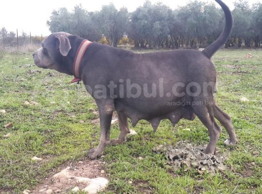 Antalya Cane Corsa görsel