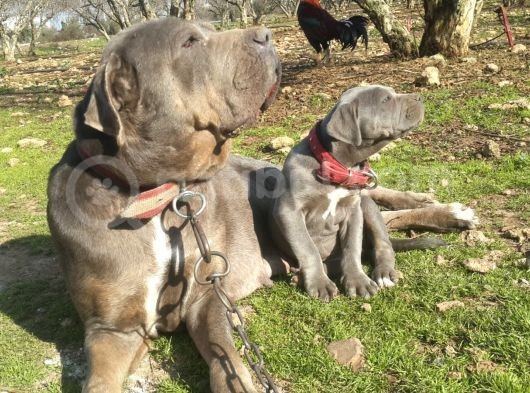Antalya Cane Corsa görsel