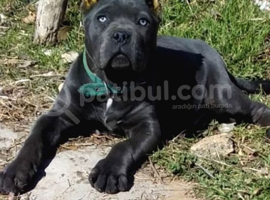 Antalya Cane Corsa görsel