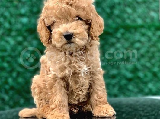 Toy Poodle Yavrular  ( Red,Red Brown,Apricot,Silver,Siyah) görsel