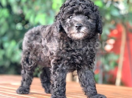 Toy Poodle Yavrular  ( Red,Red Brown,Apricot,Silver,Siyah) görsel