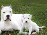 Secereli Uluslararası Dogo Argentino Yavruları