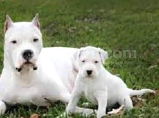 Secereli Uluslararası Dogo Argentino Yavruları