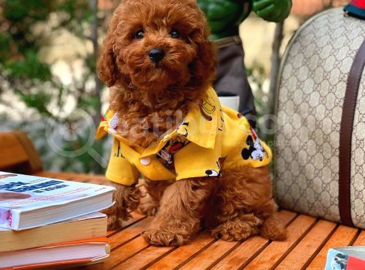 Red Brown 3 Aylık Toy Poodle Yavrumuz Bi̇ngo