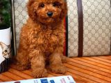 Red Brown 3 Aylık Toy Poodle Yavrumuz Bi̇ngo