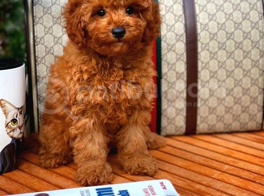 Red Brown 3 Aylık Toy Poodle Yavrumuz Bi̇ngo görsel